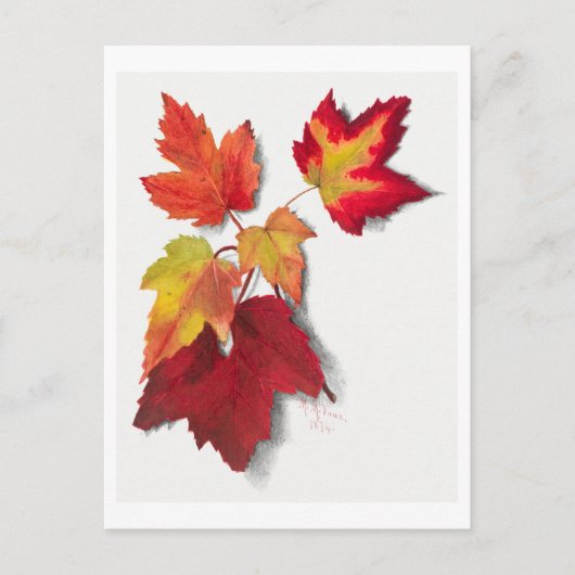 Herfst bladeren botanische illustratie briefkaart (Voorkant)