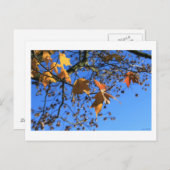 Herfst, bladeren, esdoorn, blauwe lucht, BC, Canad Briefkaart (Voorkant / Achterkant)