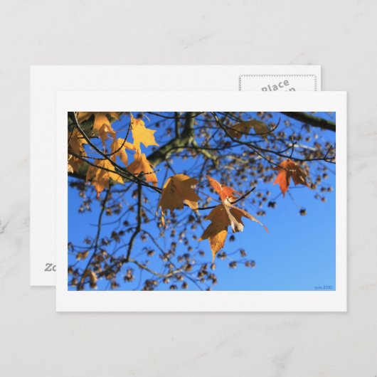 Herfst, bladeren, esdoorn, blauwe lucht, BC, Canad Briefkaart (Voorkant / Achterkant)