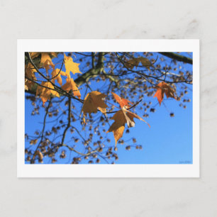 Herfst, bladeren, esdoorn, blauwe lucht, BC, Canad Briefkaart