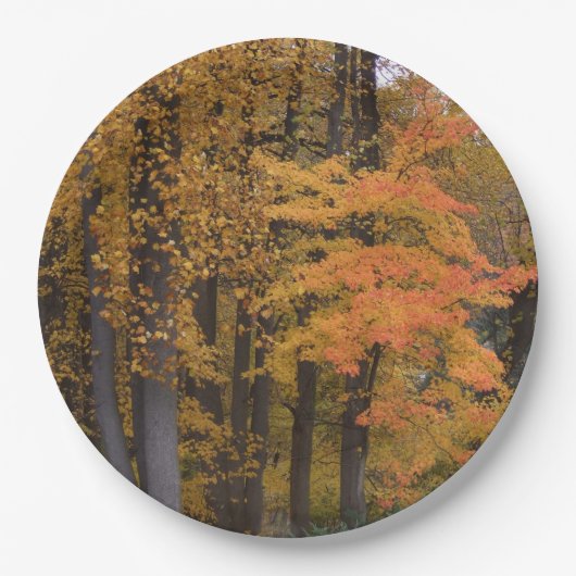 Herfst bladeren tulp populier bomen papieren bordje (Voorkant)