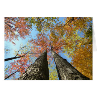 Herfst blauw omhoog 2