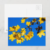 Herfst Blues Briefkaart (Voorkant / Achterkant)