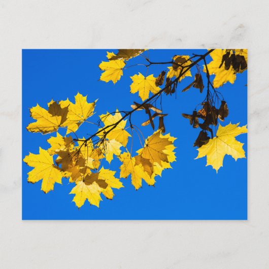 Herfst Blues Briefkaart (Voorkant)