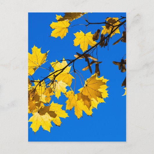 Herfst Blues Briefkaart (Voorkant)