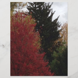 Herfst Bomen in Rood Geel Groen Scrapbook Papier