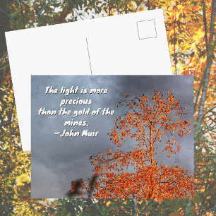 Herfst Boom Gouden Licht John Muir Natuurcitaat Briefkaart