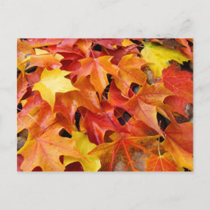 Herfst Boom laat postkaarten Colorful Autumn Leave
