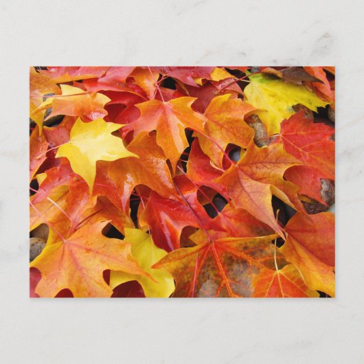 Herfst Boom laat postkaarten Colorful Autumn Leave (Voorkant)