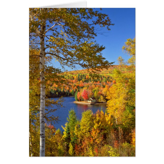 Herfst boom landschap, Maine (Voorkant)