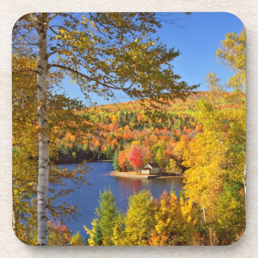 Herfst boom landschap, Maine Onderzetter (Voorkant)