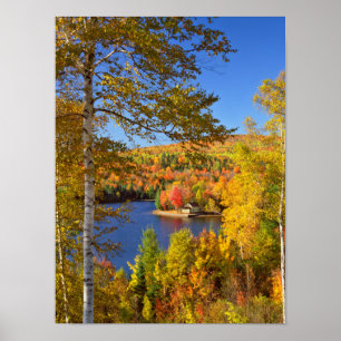 Herfst boom landschap, Maine Poster