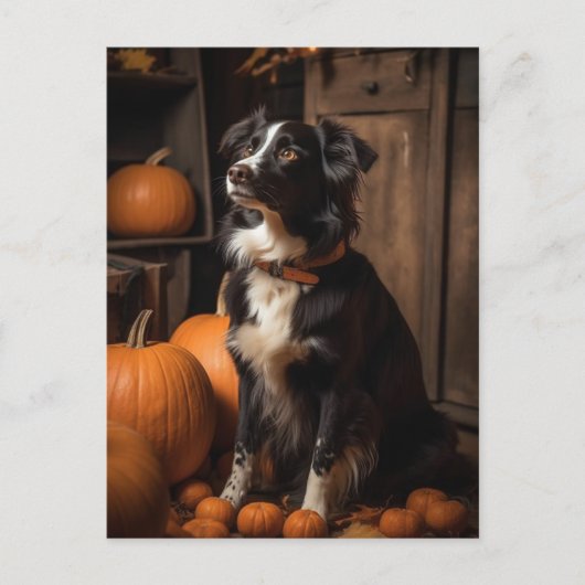 Herfst Border Collie en Pompoenen Briefkaart (Voorkant)