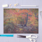 Herfst bos bomen rood oranje geel boslandschap tissuepapier (Craft)