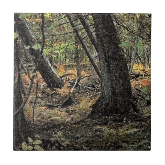 Herfst bos scène tegeltje (Voorkant)