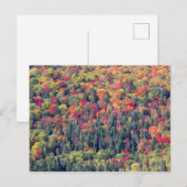 Herfst boslandschap briefkaart (Voorkant / Achterkant)