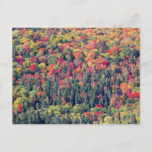 Herfst boslandschap briefkaart