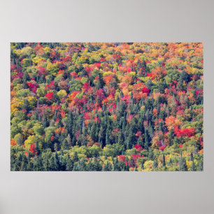 Herfst boslandschap poster