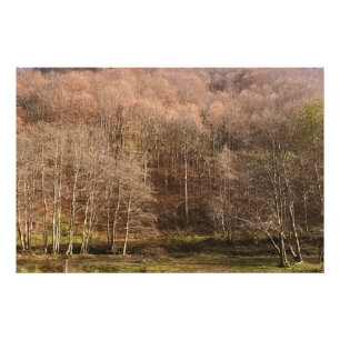 Herfst boslandschap - Wilde natuur Roemenië Foto Afdruk