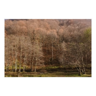 Herfst boslandschap - Wilde natuur Roemenië Perfect Poster