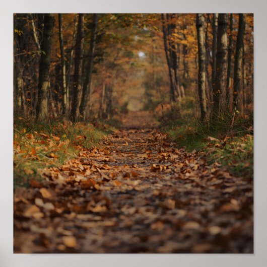 Herfst bospad poster (Voorkant)