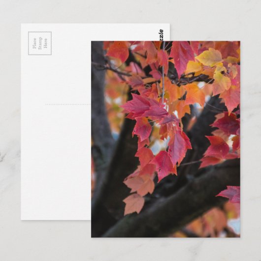 herfst briefkaart (Voorkant / Achterkant)