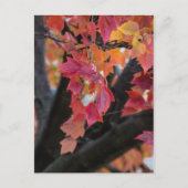 herfst briefkaart (Voorkant)