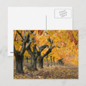 herfst briefkaart (Voorkant / Achterkant)
