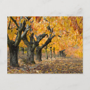 herfst briefkaart