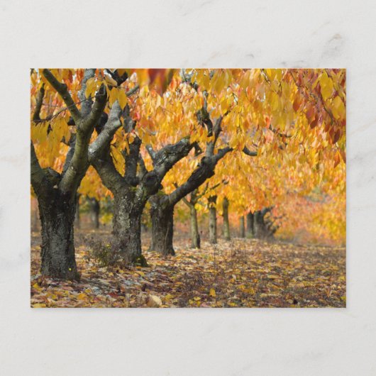 herfst briefkaart (Voorkant)
