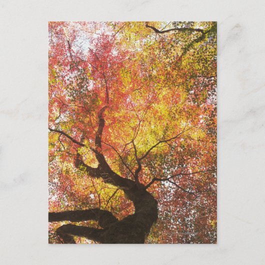 herfst briefkaart (Voorkant)