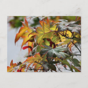 Herfst Briefkaart