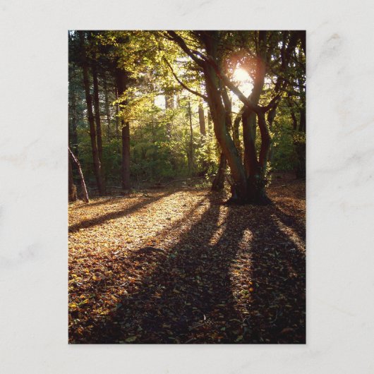 herfst | briefkaart (Voorkant)