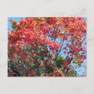 Herfst... Briefkaart