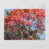 Herfst... Briefkaart (Voorkant)