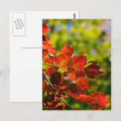 Herfst Briefkaart (Voorkant / Achterkant)