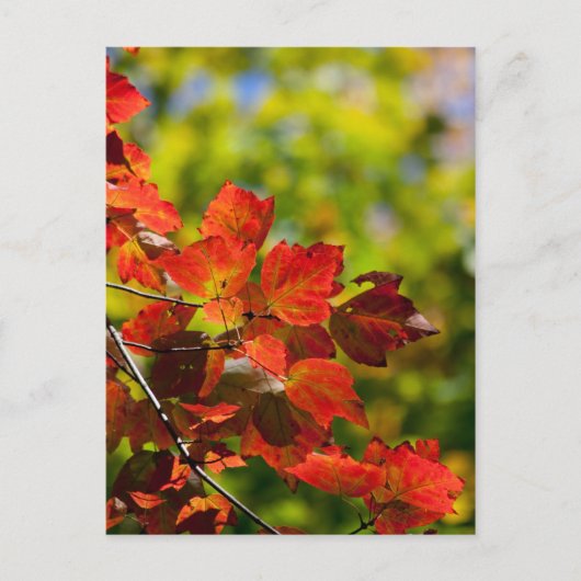 Herfst Briefkaart (Voorkant)