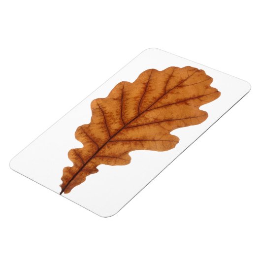 Herfst bruin eikenblad magneet (Linkerzijde)