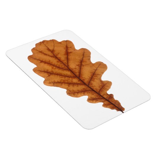 Herfst bruin eikenblad magneet (Rechterzijde)