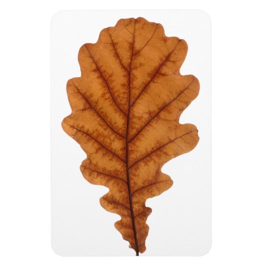 Herfst bruin eikenblad magneet (Verticaal)