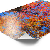 Herfst Canopy Foto Afdruk (Hoek)