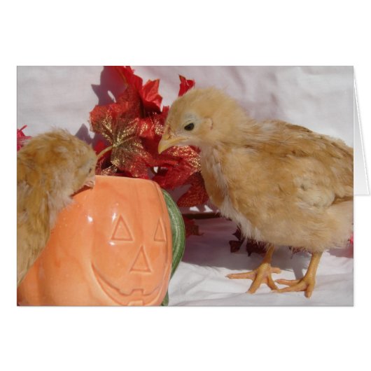 Herfst Chicks (Voorkant Horizontaal)