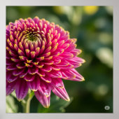 Herfst Chrysanthemum Graphic Poster (Voorkant)