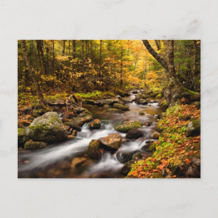 Herfst Color Jefferson Brook   Witte bergen Briefkaart
