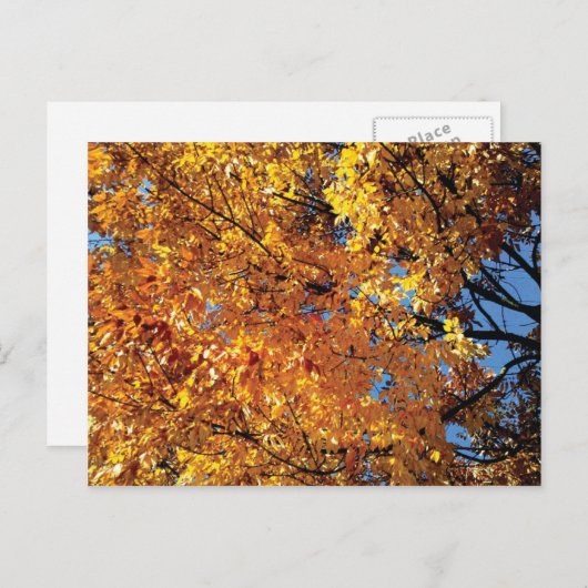 Herfst Color Racine Briefkaart (Voorkant / Achterkant)