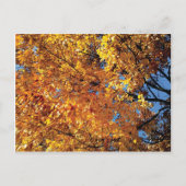 Herfst Color Racine Briefkaart (Voorkant)
