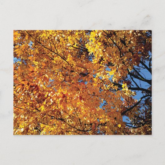 Herfst Color Racine Briefkaart (Voorkant)