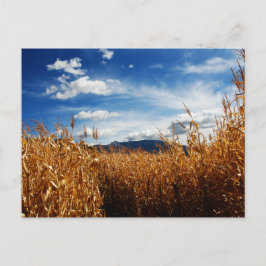 Herfst Corn Fields Briefkaart