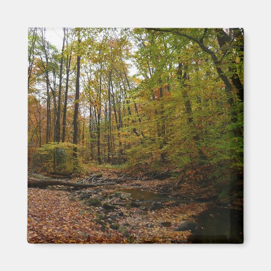 Herfst Creek bij Laurel Hill State Park Magneet (Voorkant)
