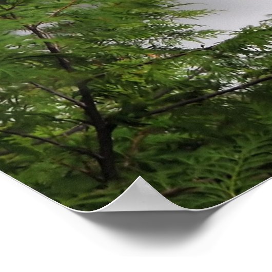 Herfst Creek Herfsten Poster (Hoek)